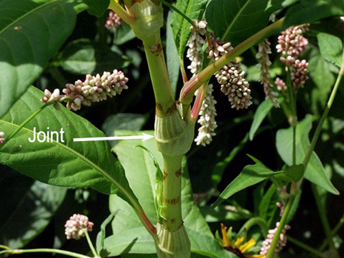 A stem joint covered with a sheath on a Polygonum or Knotweed.